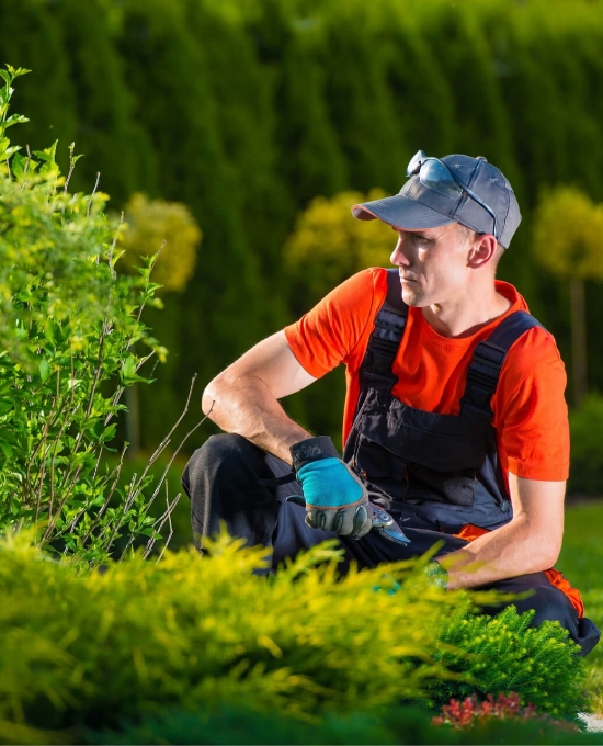 tree and lawn maintenance care in Vancouver